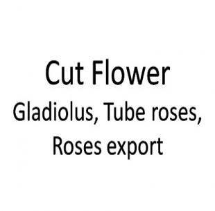 Cut Flower